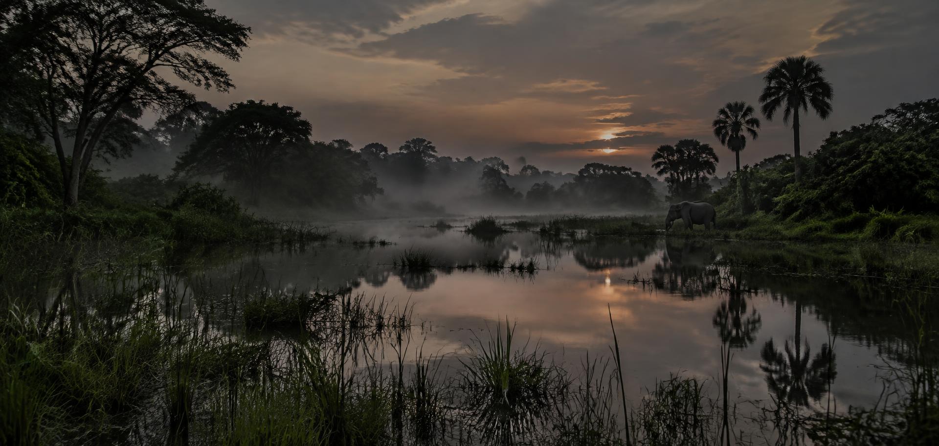 Misty wetland at dusk